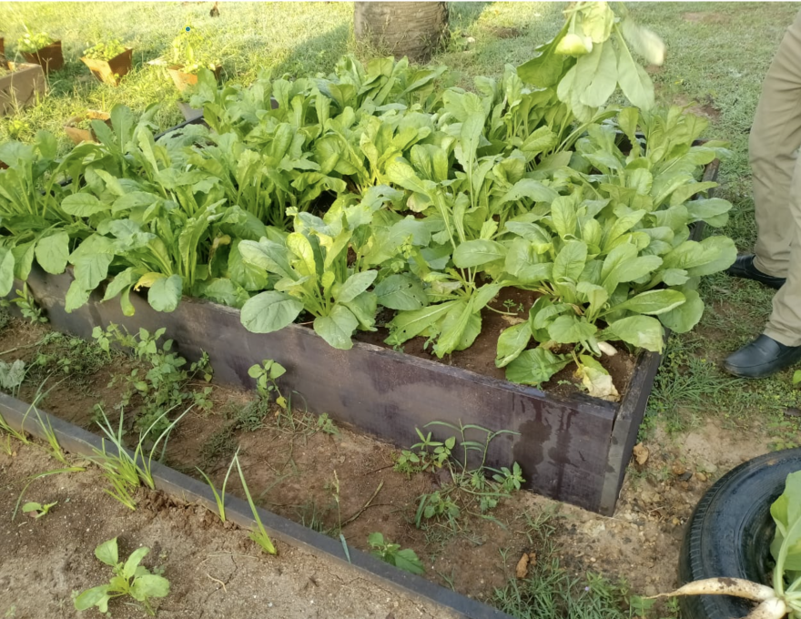 Farming at Nuffield School